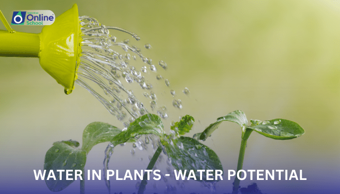 Lesson 06: Movement of Water in Plants - Water Potential